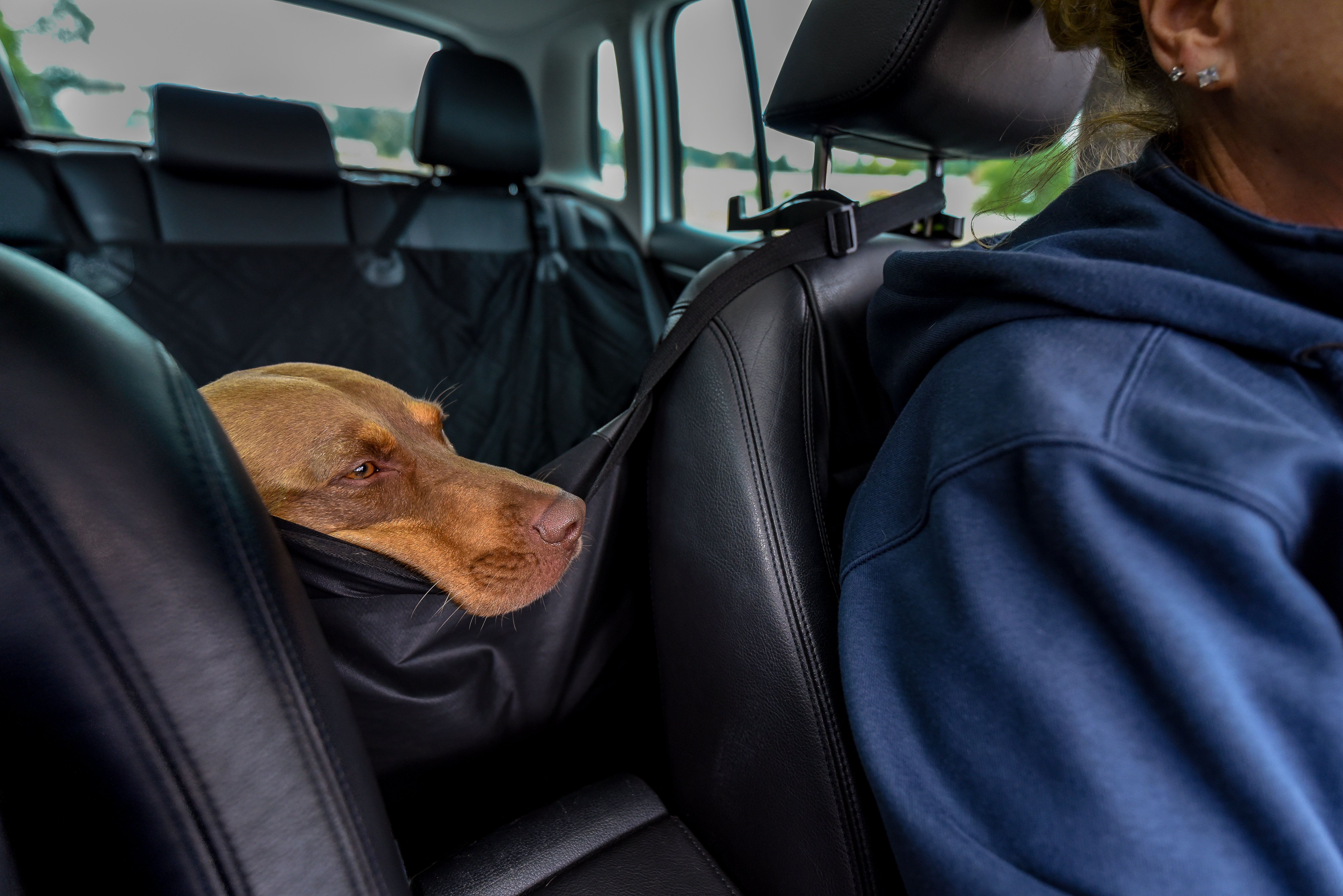 Dog enjoying a comforable ride in a car