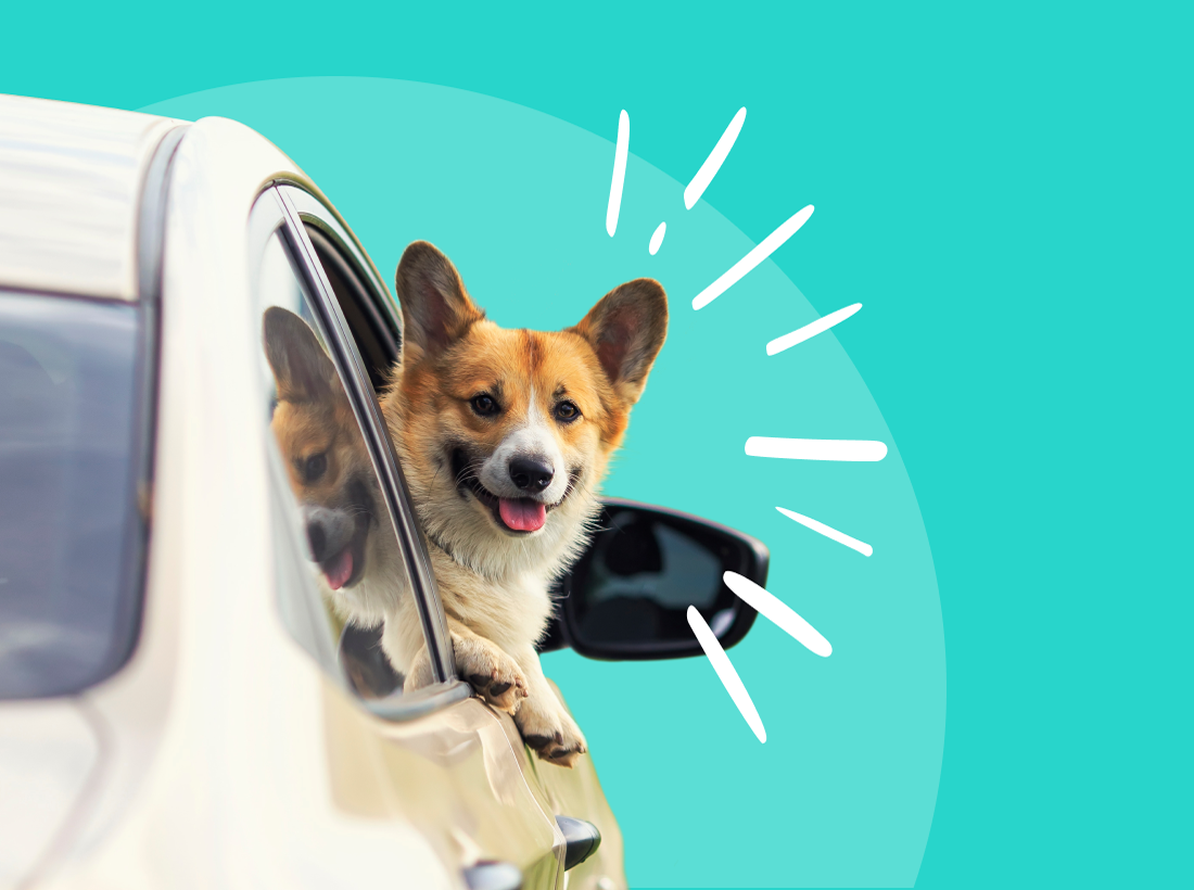 Corgi riding a car